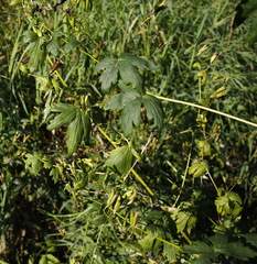 Aconitum fischeri