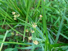 Scirpus polyphyllus