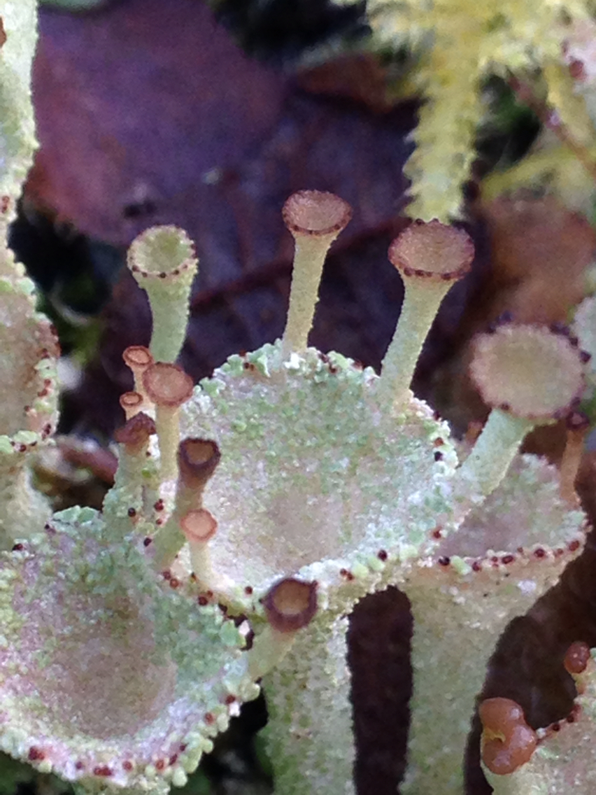 Cladonia chlorophaea image