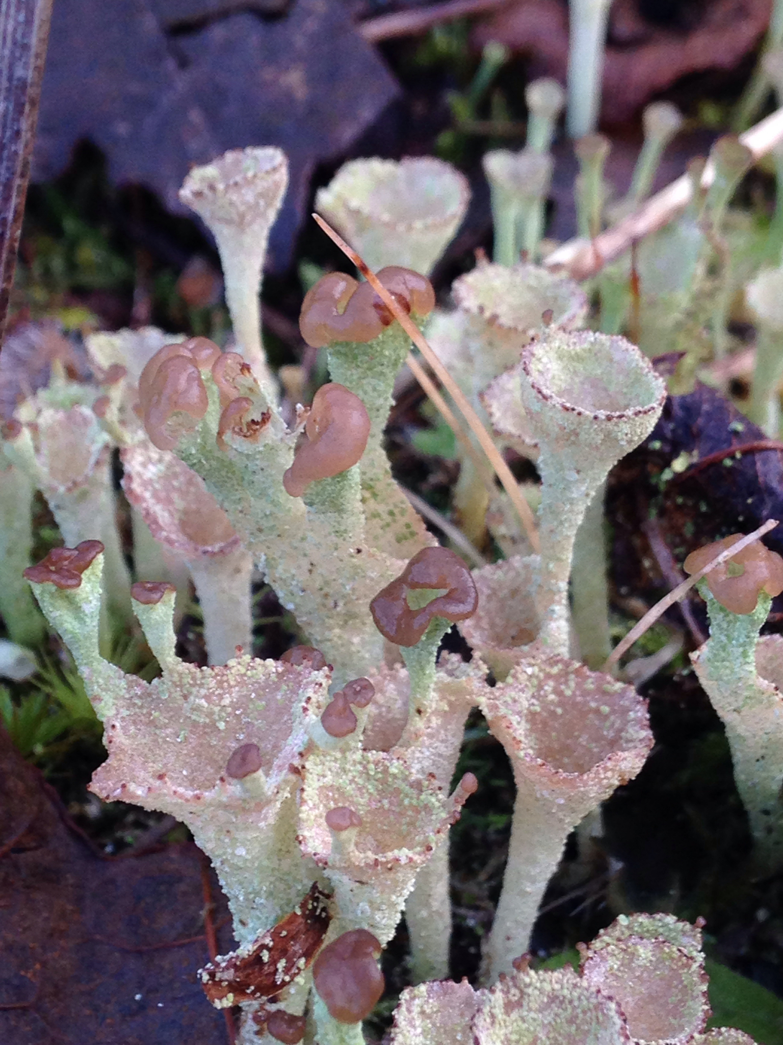 Cladonia chlorophaea image