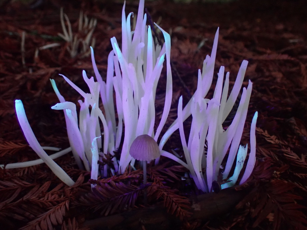 Clavaria fragilis · November 2025 · photo: © chilipossum (iNaturalist, cc-by)