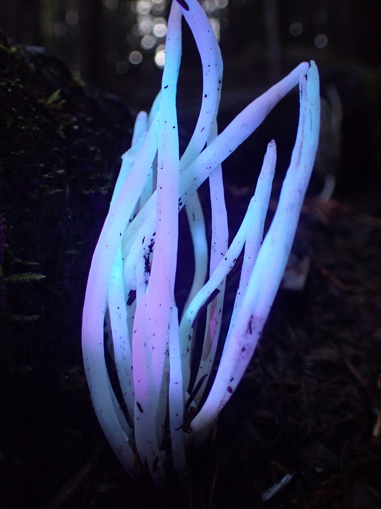 Clavaria fragilis · November 2025 · photo: © chilipossum (iNaturalist, cc-by)