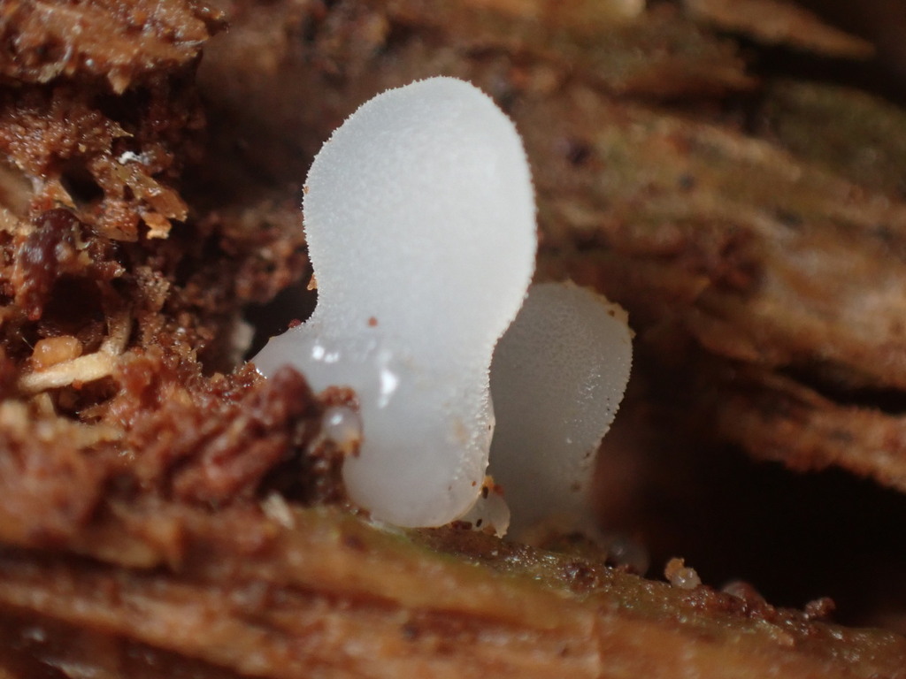 Pseudohydnum gelatinosum · November 2025 · photo: © chilipossum (iNaturalist, cc-by)