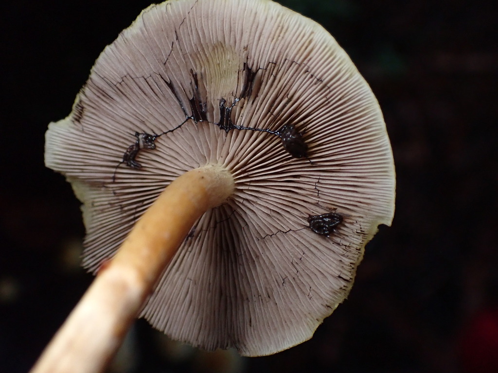 Hypholoma capnoides · November 2025 · photo: © chilipossum (iNaturalist, cc-by)