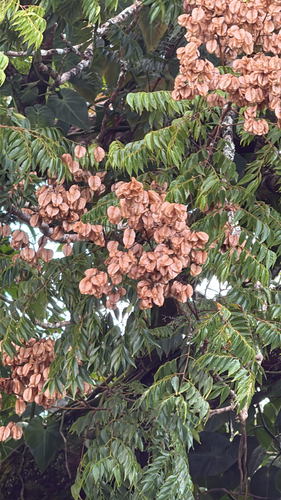 Koelreuteria elegans, 2025-11-16