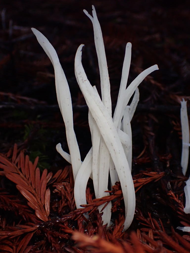 Clavaria fragilis · November 2025 · photo: © chilipossum (iNaturalist, cc-by)