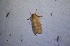 Halysidota tessellaris