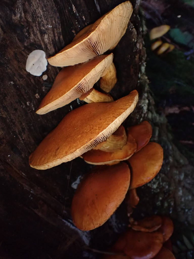 Gymnopilus ventricosus · November 2025 · photo: © chilipossum (iNaturalist, cc-by)