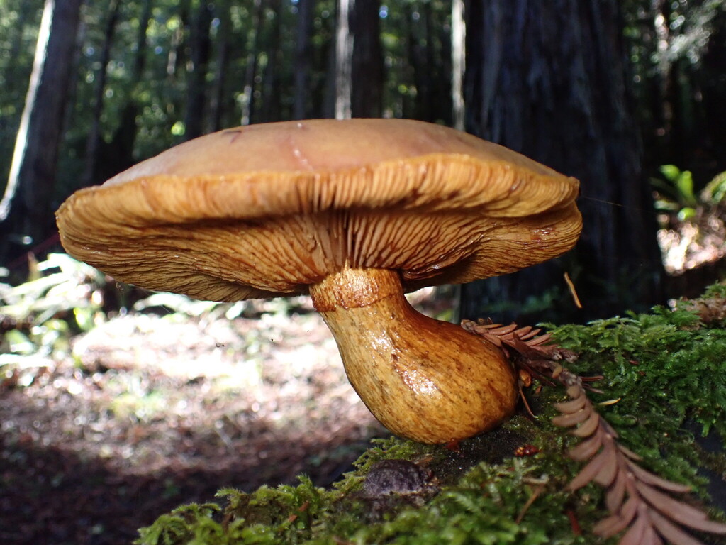 Gymnopilus ventricosus · November 2025 · photo: © chilipossum (iNaturalist, cc-by)