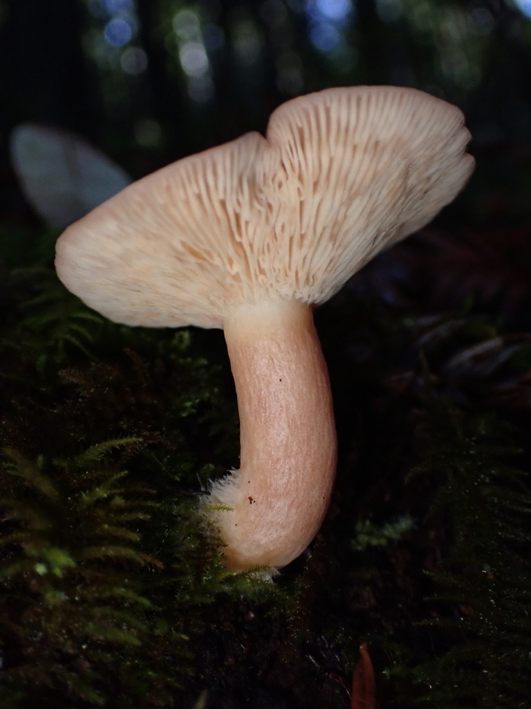 Lactarius xanthogalactus · November 2025 · photo: © chilipossum (iNaturalist, cc-by)