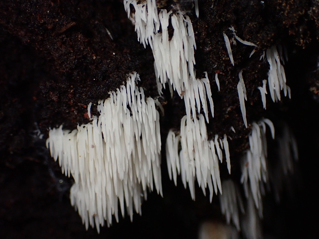 Mucronella calva · November 2025 · photo: © chilipossum (iNaturalist, cc-by)