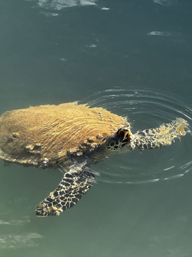 Eretmochelys imbricata, 2025-07-19