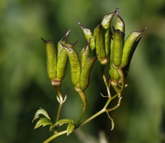 Aconitum fischeri
