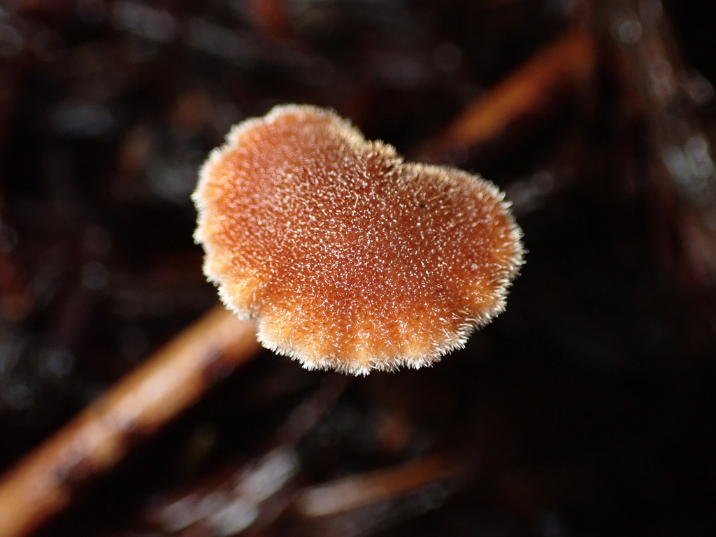 Auriscalpium vulgare · November 2025 · photo: © chilipossum (iNaturalist, cc-by)