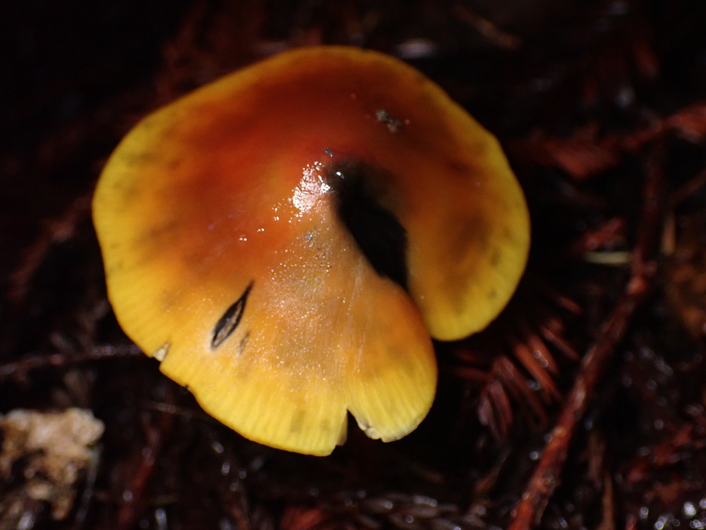Hygrocybe singeri · November 2025 · photo: © chilipossum (iNaturalist, cc-by)