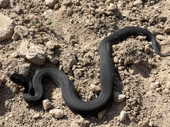 Karaganda Pitviper photo 2