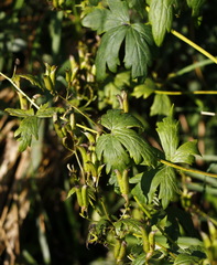 Aconitum fischeri