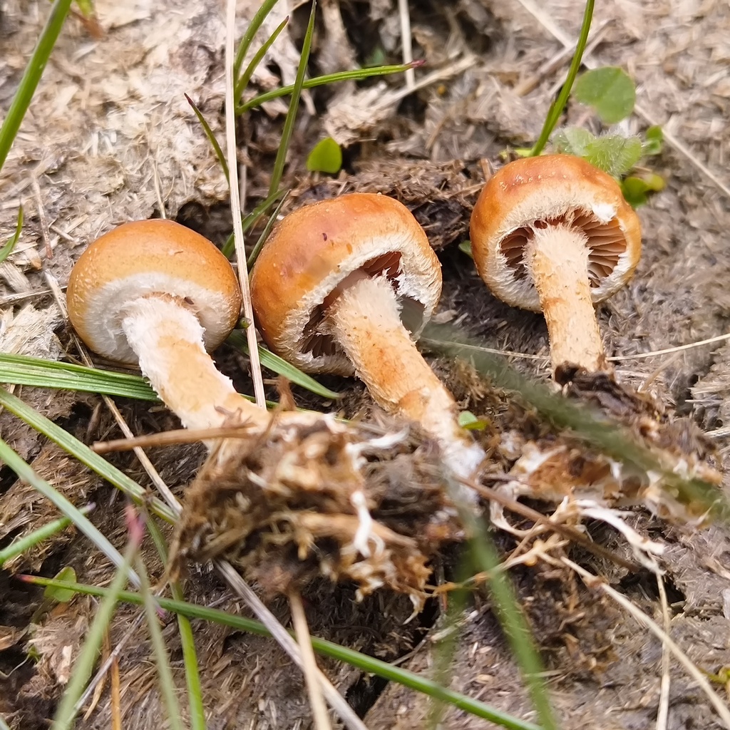 Agrocybe fimicola · October 2025 · photo: © zedt (iNaturalist, cc-by)
