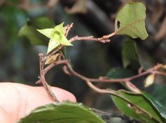 Elaeagnus loureirii