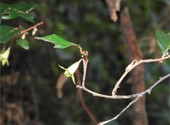 Elaeagnus loureirii