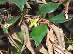 Elaeagnus loureirii