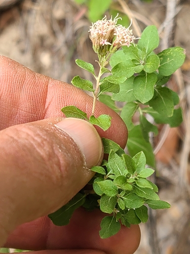 Wright's Snakeroot
