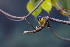 Machlolophus holsti