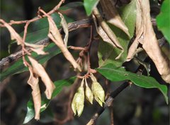 Elaeagnus loureirii