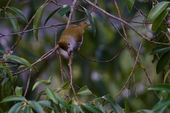 Erpornis zantholeuca
