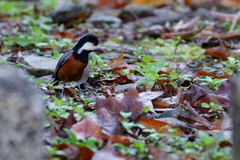 Sittiparus castaneoventris