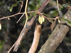 Elaeagnus loureirii