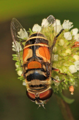 Palpada albifrons