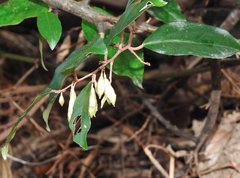 Elaeagnus loureirii