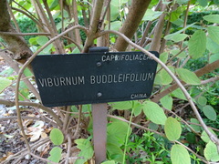 Viburnum buddleifolium