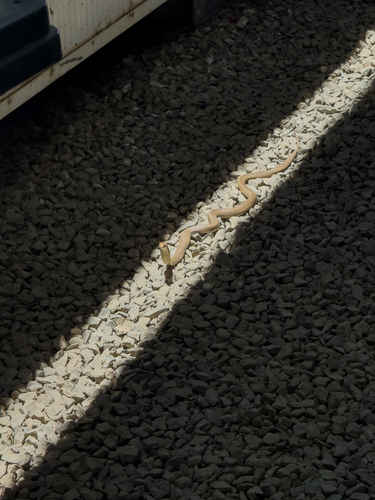 Eastern Brown Snake sighting