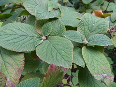 Viburnum buddleifolium
