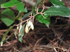 Elaeagnus loureirii