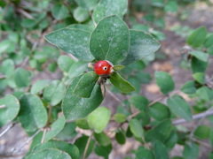 Lonicera iberica