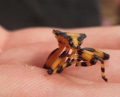 Amorbini