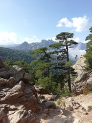 Pinus nigra laricio