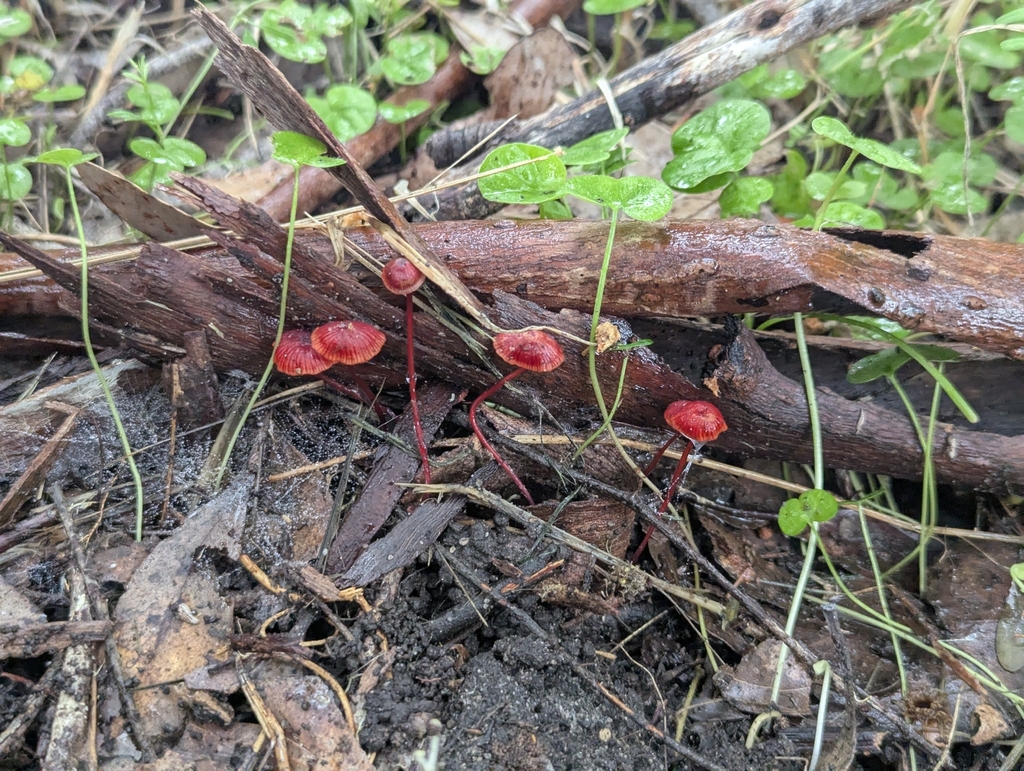Cruentomycena viscidocruenta · November 2025 · photo: © aidantso (iNaturalist, cc-by)