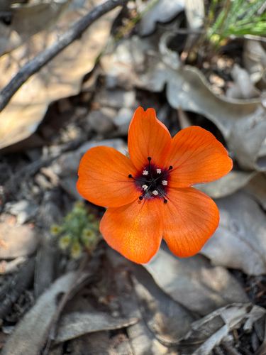 Drosera sewelliae (Drosera sewelliae)