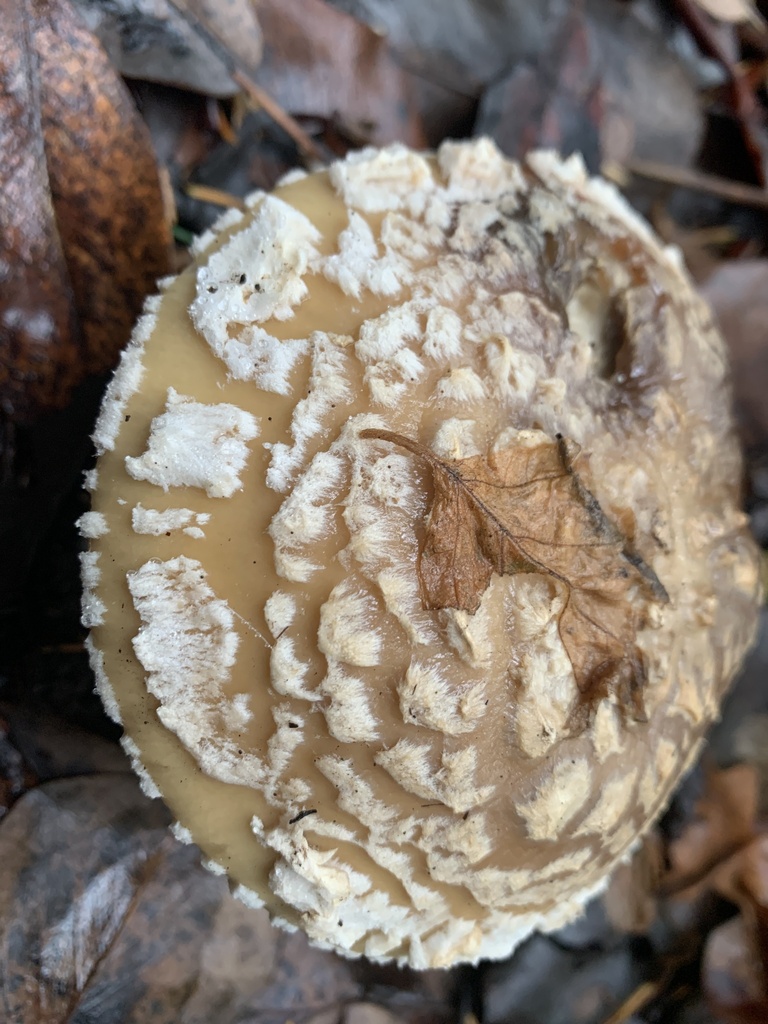 Amanita pantherinoides · November 2025 · photo: © davidbroadland (iNaturalist, cc0)