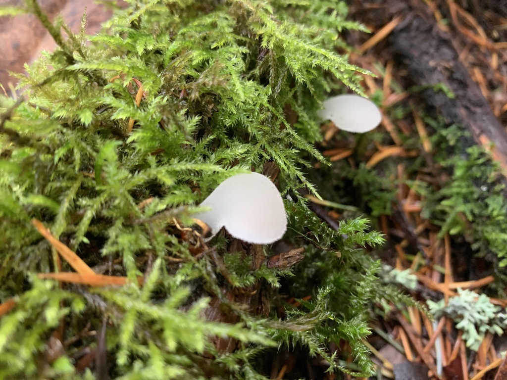 Pseudohydnum gelatinosum · November 2025 · photo: © davidbroadland (iNaturalist, cc0)