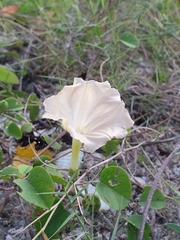 Rivea hypocrateriformis