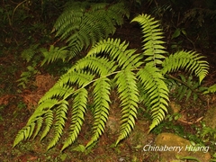 Diplazium pseudodoederleinii