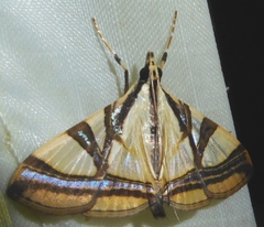 Agrioglypta naralis