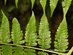 Diplazium pseudodoederleinii