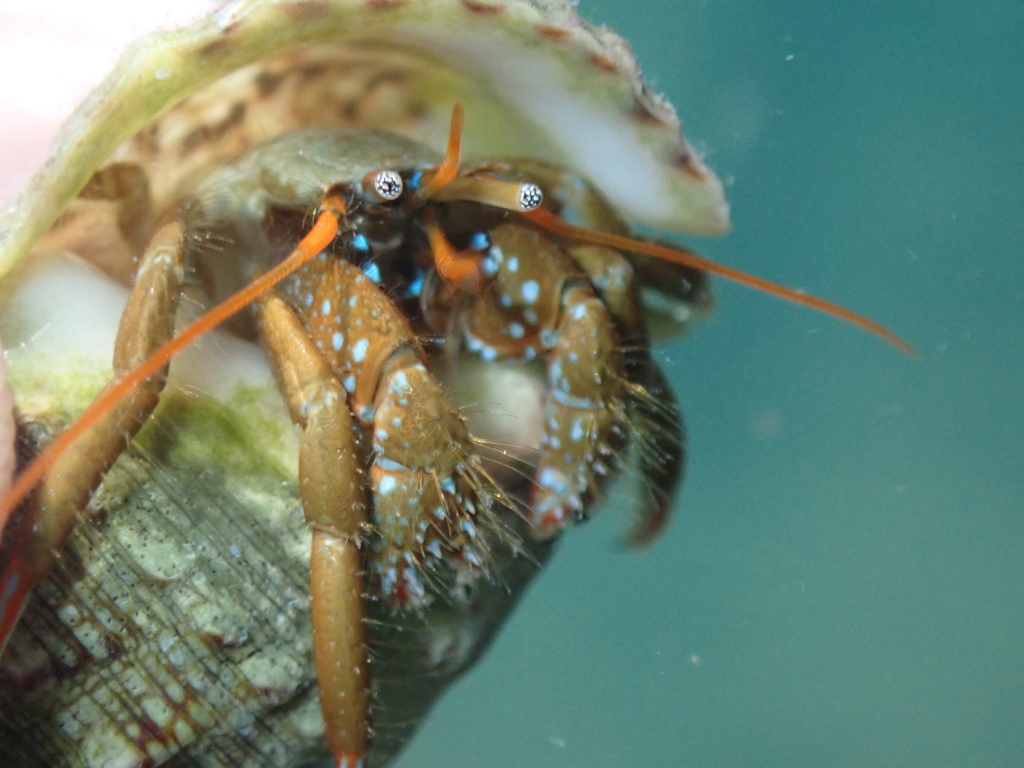 Photo of Red-legged hermit crab (Clibanarius erythropus)
