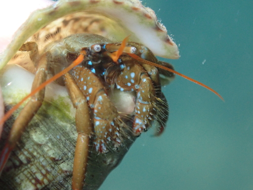 Photo of Red-legged hermit crab (Clibanarius erythropus)